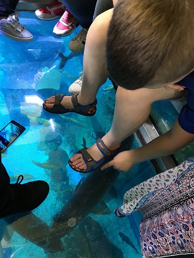 Большим опытом является возможность плавать на лодке со стеклянным дном и в подводном зоопарке (такого решения мы не видели ни в одном из ранее посещенных аквариумов)