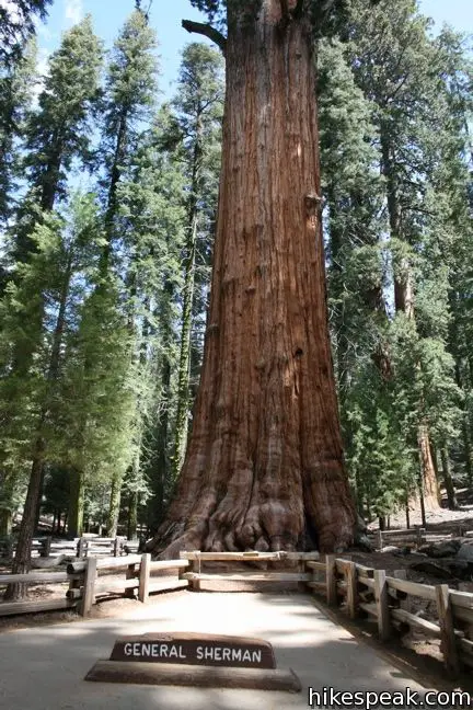 Знаете ли вы, что Дерево Шермана имеет объем 52 500 кубических футов